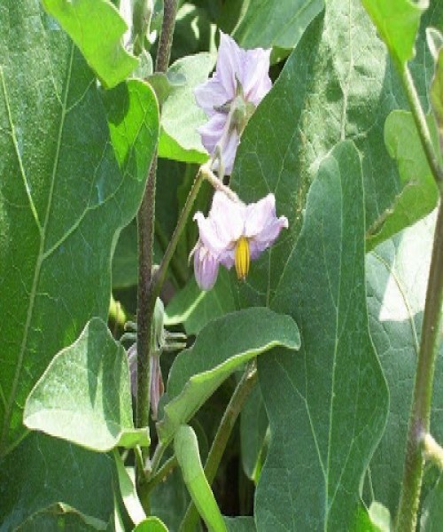 Solanum melongena ( Egg plant )