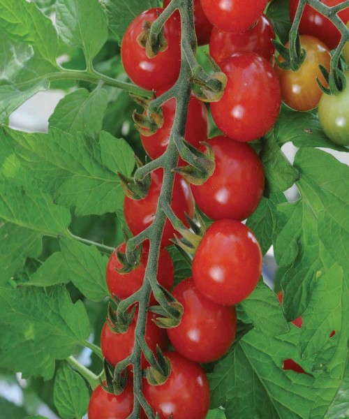 Tomato - Solanum lycopersicum