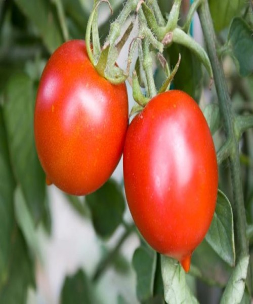 Tomato - Solanum lycopersicum