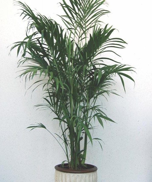 Chamaedorea cataractarum