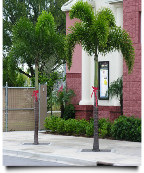 Wodyetia bifurcata ( Foxtail Palm )