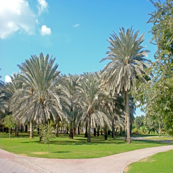 Date palm,Nakhil