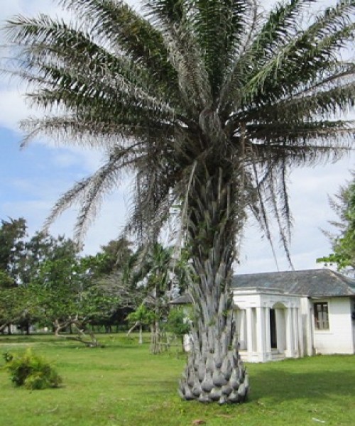 Elaeis guineensis ( Oil Palm )