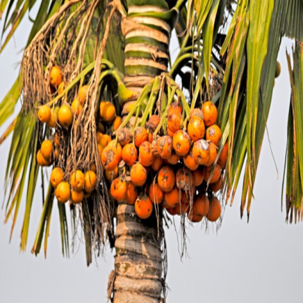 Betel nut palm
