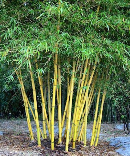 Bambusa multiplex yallow