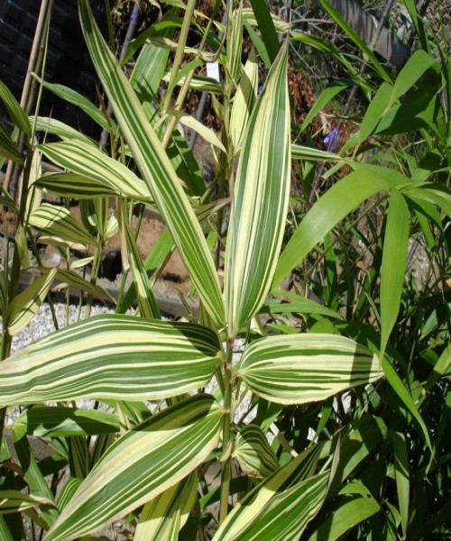 Bambusa variegata