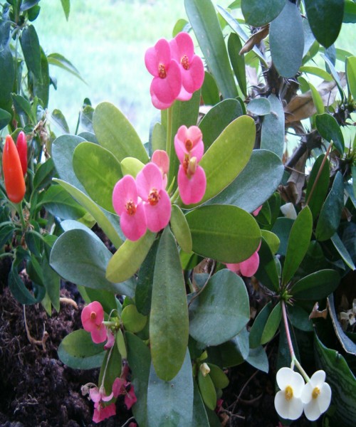 Euphorbia mix