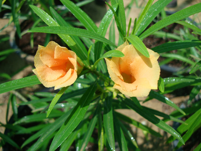 Thevetia Peruviana