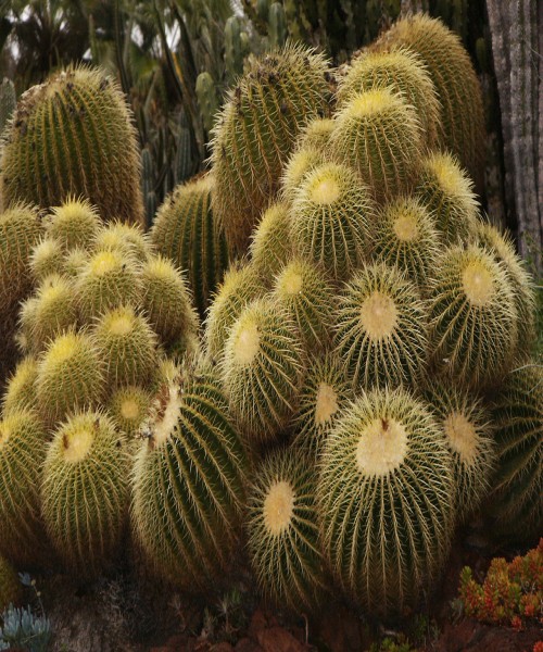 Echino cactus