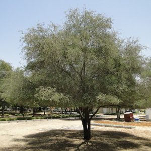 Acacia arabica