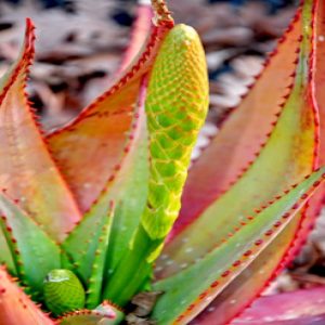 Cape speckled Aloe