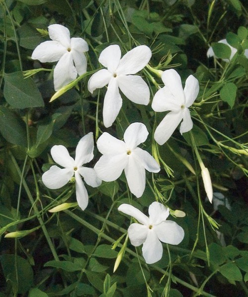 Jasminum polyanthum ( grandiflorum )