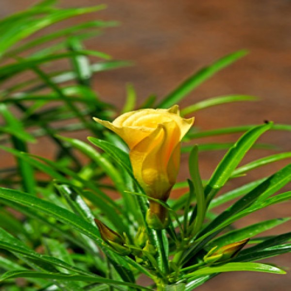 Yellow oleander