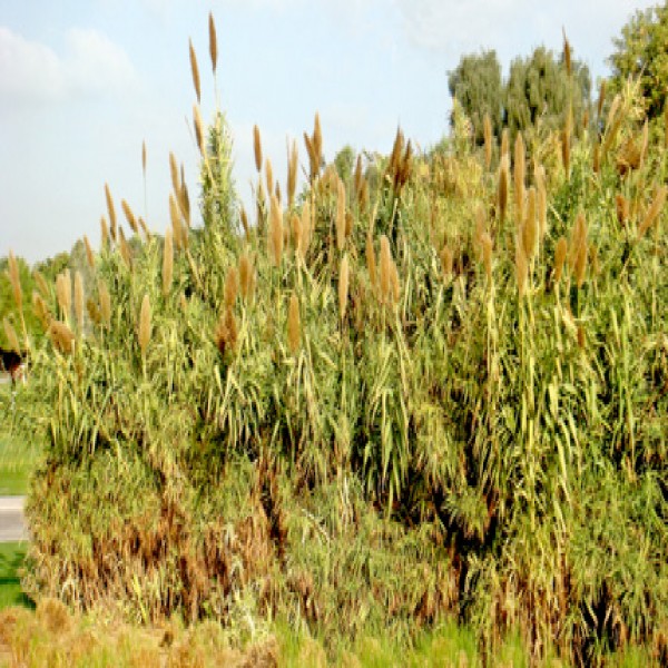 Giant reed,Ghab