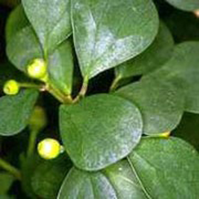 Ficus deltoidea