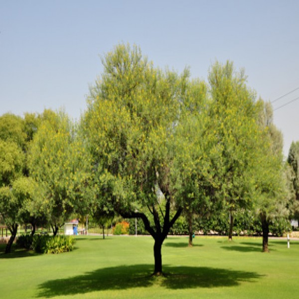 Arabian gum tree,Babul