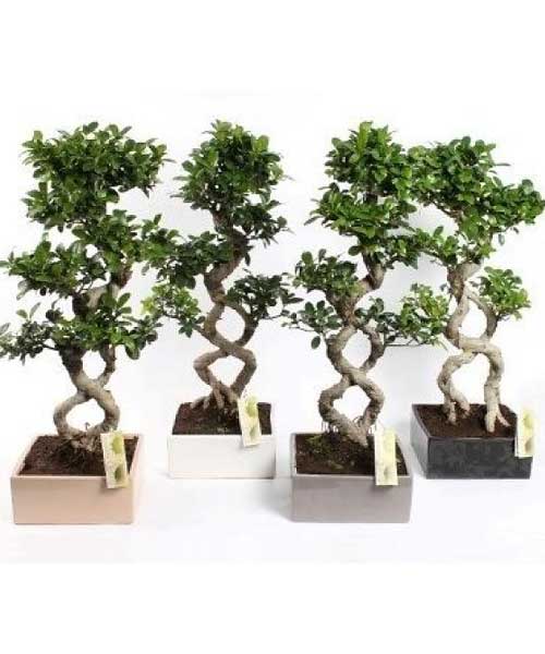 Ficus Bonsai "8" Shape