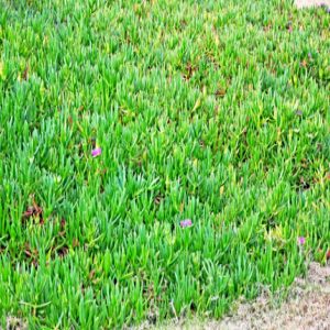 Hottentot fig