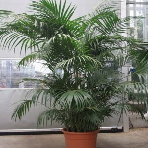 Howea forsteriana (kentia palm)