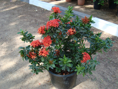 Ixora Chinensis Red