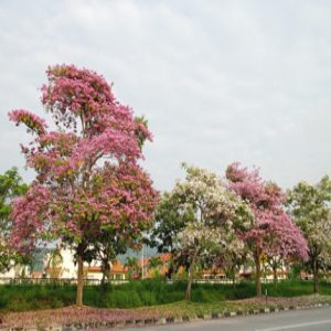 Pink trumpet tree