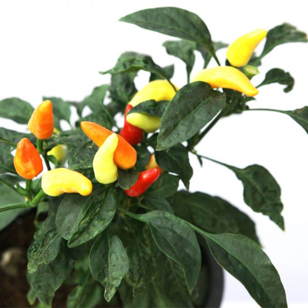 Capsicum annuum ( Hot pepper )
