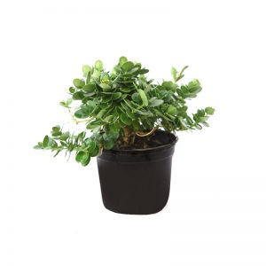 Carissa macrocarpa Green Carpet