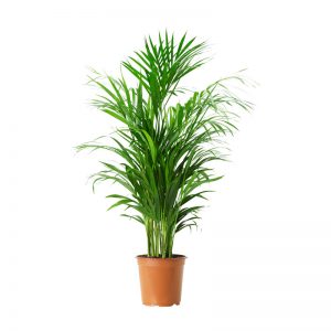 Chrysalidocarpus lutescens ( Areca Palm )