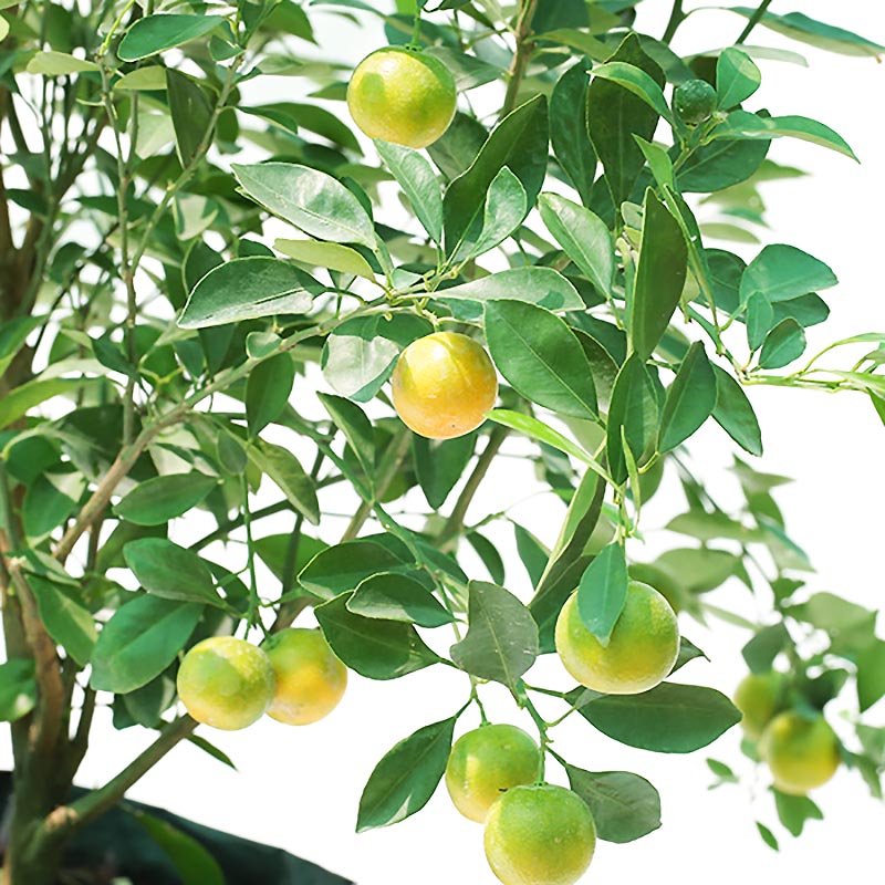 Citrus bushy - Wahat Al Sahraa