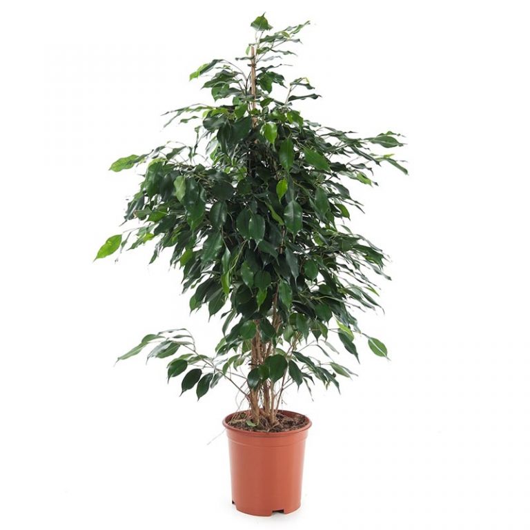 Ficus benjamina Danielle - Wahat Al Sahraa