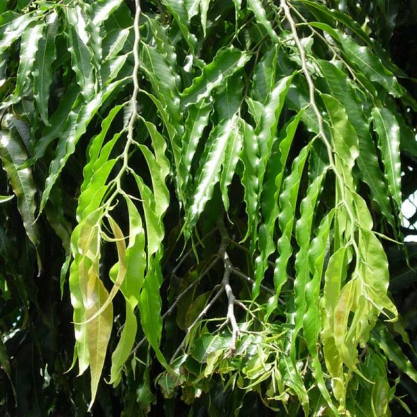 Polyalthia Longifolia