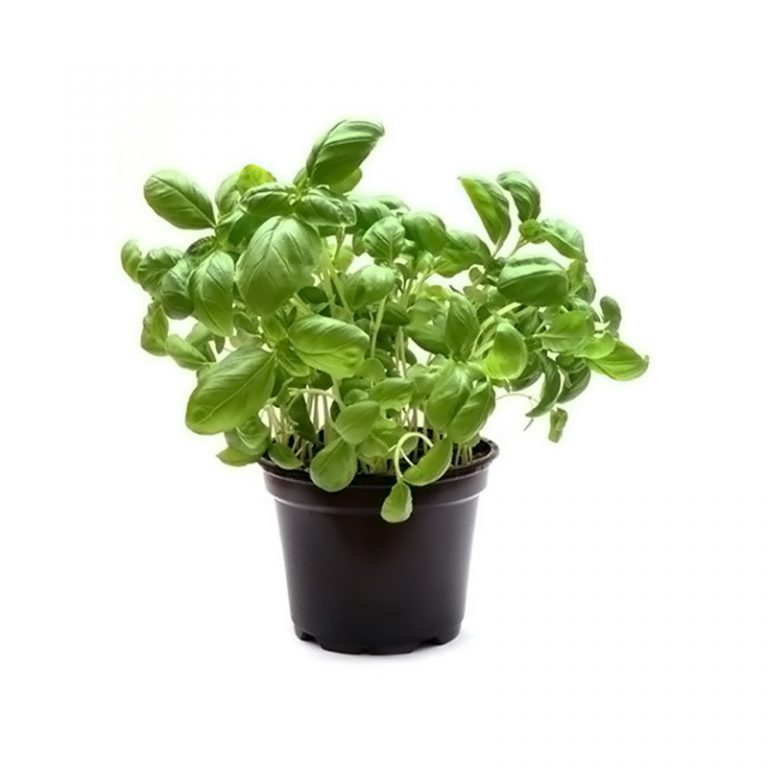 Sweet Basil - Wahat Al Sahraa