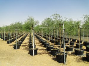 prosopis-cineraria-(Ghaf-tree)-cultivation-in-large-scale