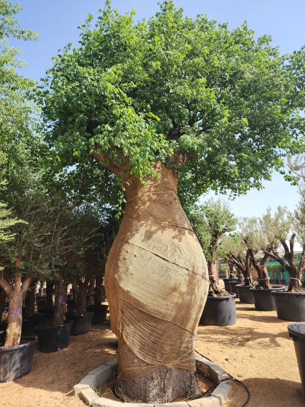 Chorisia Speciosa