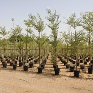 Terminalia Mantaly