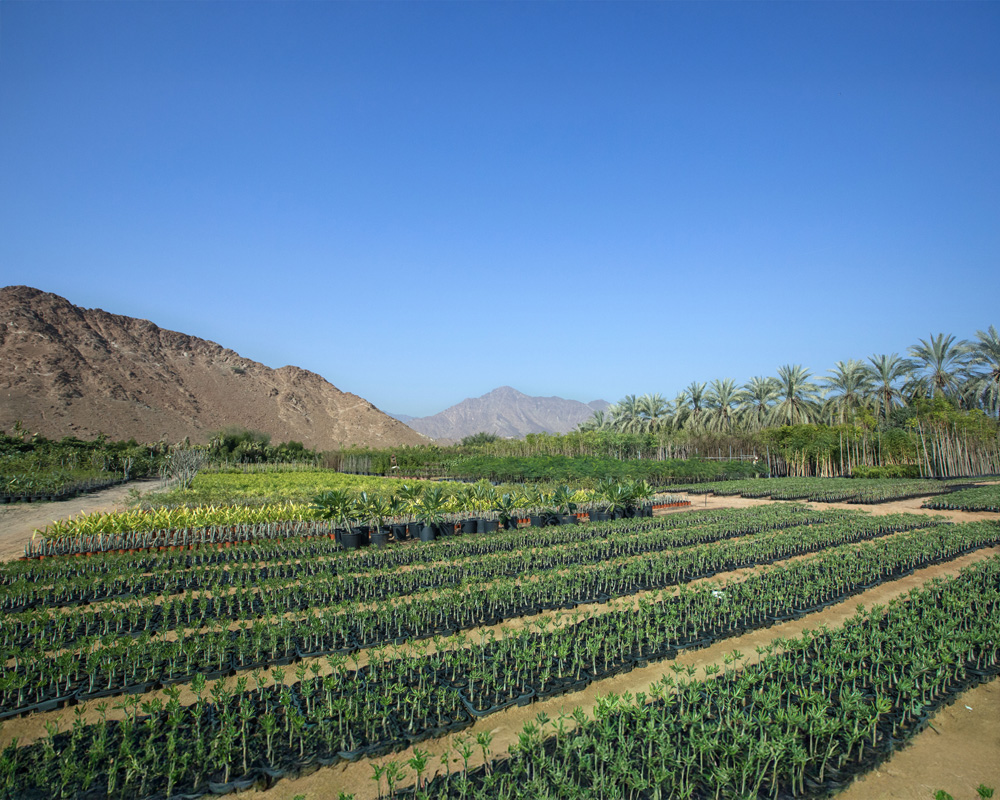 contract-growing-in-wahat-al-sahraa copy