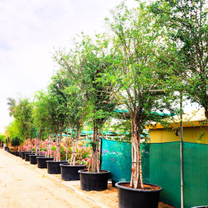 Pithecellobium Dulce Multi-Stem