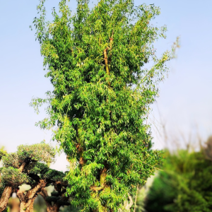 Brachychiton rupestris – Mature Bottle Tree