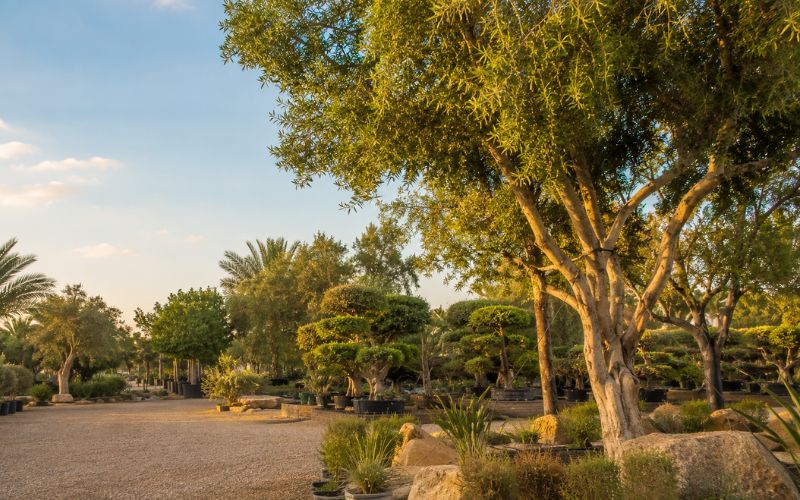 native and adaptive plants