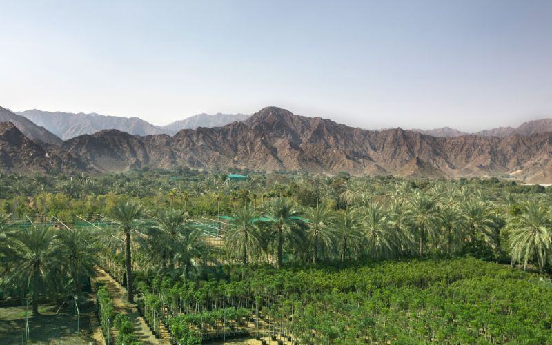 Contract-growing-for-large-UAE